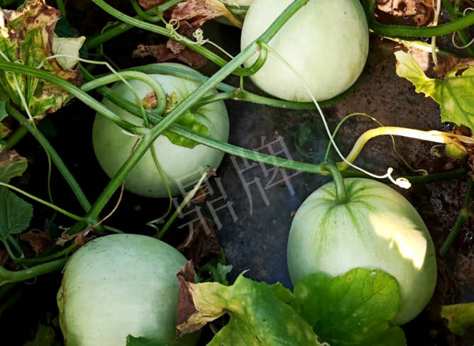 蔬菜種子種植戶客戶點評-種植這個品種，謹防小偷?。?！
