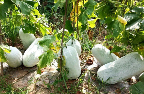 蔬菜種子種植戶客戶點評-驚訝！炎炎烈日下，小孩大聲喊：“大雪球！大雪球……”怎樣一回事？