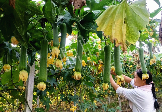 蔬菜種子種植戶客戶點評-8月，持續(xù)高溫下，這種絲瓜少見，少見！