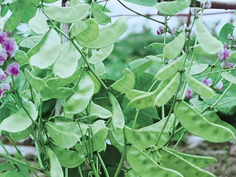 蔬菜種子種植戶客戶點(diǎn)評(píng)-鼎牌幫我度難關(guān)，決心助我大豐收！