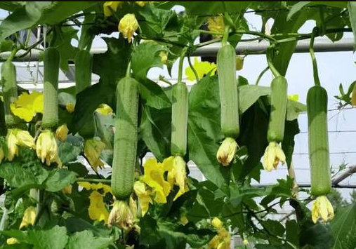 蔬菜種子種植戶客戶點(diǎn)評(píng)-每畝收入2萬元！這個(gè)絲瓜品種大受歡迎！