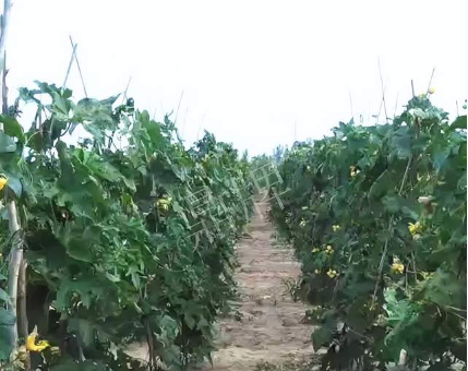 蔬菜種子種植戶客戶點(diǎn)評(píng)-種植這個(gè)品種，獲得高收入，老婆的功勞最大