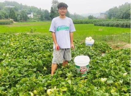 蔬菜種子種植戶客戶點(diǎn)評(píng)-甜瓜新品上市，每個(gè)賣9元，很暢銷！