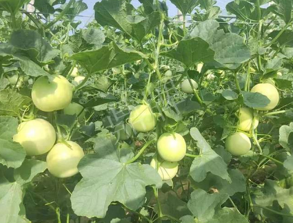 蔬菜種子種植戶客戶點(diǎn)評(píng)-種植這個(gè)新品種，我感到非常滿意！