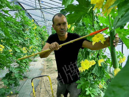 蔬菜種子種植戶客戶點(diǎn)評(píng)-這種絲瓜在法國，批發(fā)都是30元/kg