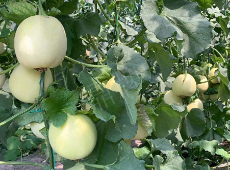 蔬菜種子種植戶客戶點評-“玉奶香2號”甜瓜，真的有那么好嗎？