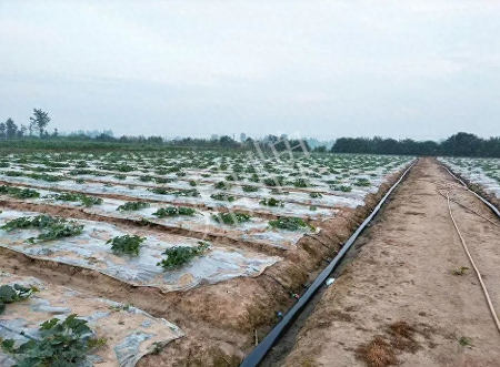 蔬菜種子種植戶客戶點評-80后大廚回鄉(xiāng)種甜瓜，第一年就賺15萬！