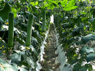 蔬菜種子種植戶客戶點評-高手在民間，浙江蒼南的絲瓜在下半年至春節(jié)，都有大量上市！