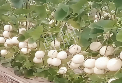 蔬菜種子種植戶客戶點評-現(xiàn)在的瓜菜價格不好，但我種植的優(yōu)質(zhì)甜瓜還是有好的收入！
