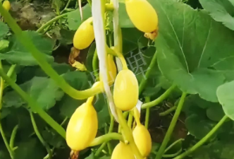 蔬菜種子種植戶客戶點評-一個特色品種種植戶的反饋，帶給大家的思考