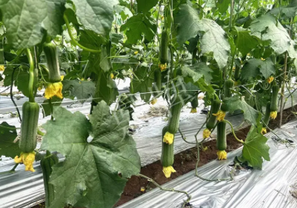 蔬菜種子種植戶客戶點評-這個新品種好不好？？？見證的時候到了！