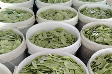 蔬菜種子種植戶客戶點評-時隔20年，我再種這個品種，大家來看看，怎么樣？