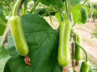 蔬菜種子種植戶客戶點(diǎn)評(píng)-科研人員發(fā)誓研究的一個(gè)抗高溫品種，您可能需要！