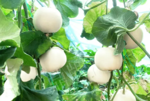 蔬菜種子種植戶客戶點(diǎn)評(píng)-丁老板說：種植這個(gè)品種，獲得了滿意的收入，確實(shí)“爽歪歪”