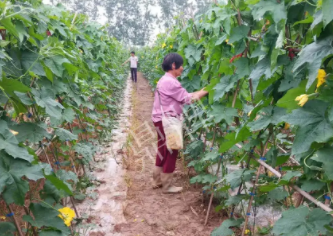 蔬菜種子種植戶客戶點(diǎn)評(píng)-85歲老奶奶，還是種植基地的領(lǐng)頭人，做的怎么樣？一起去看看…