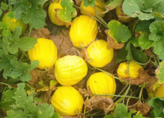 蔬菜種子種植戶客戶點(diǎn)評(píng)-瓜農(nóng)說：“還得是這個(gè)品種啊！”，什么品種讓種植戶如此感慨？