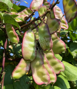 蔬菜種子種植戶客戶點評-價格好得讓種植者笑咪咪的，這個神奇的品種在霜降后還是串串結(jié)莢！