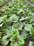 蔬菜種子種植戶客戶點評-第一次種植這種菜，現(xiàn)在可以上市了，大家?guī)臀医ㄗh一下，能賣個什么價格？