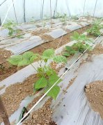 蔬菜種子種植戶客戶點評-超早！超早！我的扁豆2月15日“逆季”上市……