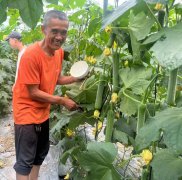 蔬菜種子種植戶客戶點評-干農(nóng)業(yè)，有喜悅嗎？有的，請看！