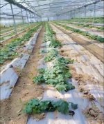 蔬菜種子種植戶客戶點(diǎn)評(píng)-三倍體絲瓜到底是斷頭好？還是不斷頭好？看看這位老板的做法……