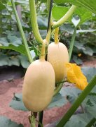 蔬菜種子種植戶客戶點(diǎn)評(píng)-瓜菜價(jià)格不好，太卷了！看一位種植大戶穩(wěn)穩(wěn)賺錢的經(jīng)驗(yàn)…