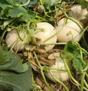 蔬菜種子種植戶客戶點(diǎn)評(píng)-我種植的這個(gè)品種，稱得上“白馬王子”，與大家分享！