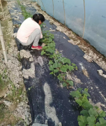 蔬菜種子種植戶客戶點(diǎn)評(píng)-我想要一個(gè)抗高溫又品質(zhì)優(yōu)良的甜瓜品種，終于找到了！