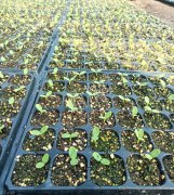 蔬菜種子種植戶客戶點(diǎn)評(píng)-高溫+病毒，雙重暴擊！今年種植這個(gè)品種能賺錢嗎？